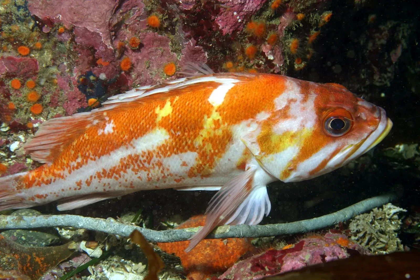 Kids will love to read copper rockfish facts.