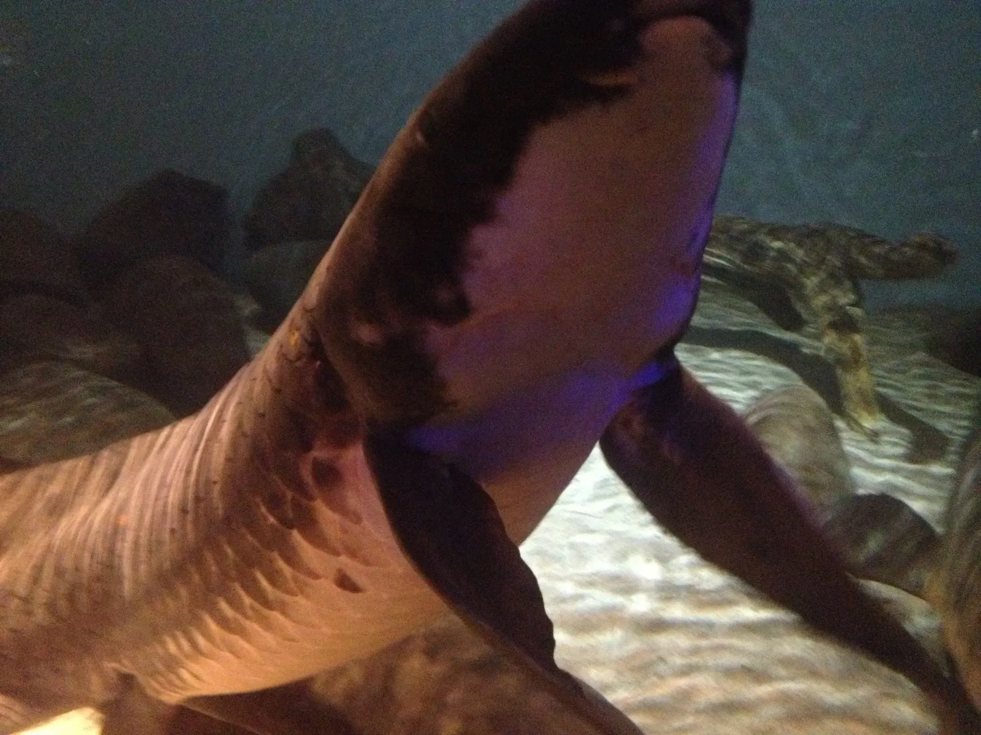 The pelvic and pectoral fins of the Australian lungfish are paddle-shaped.