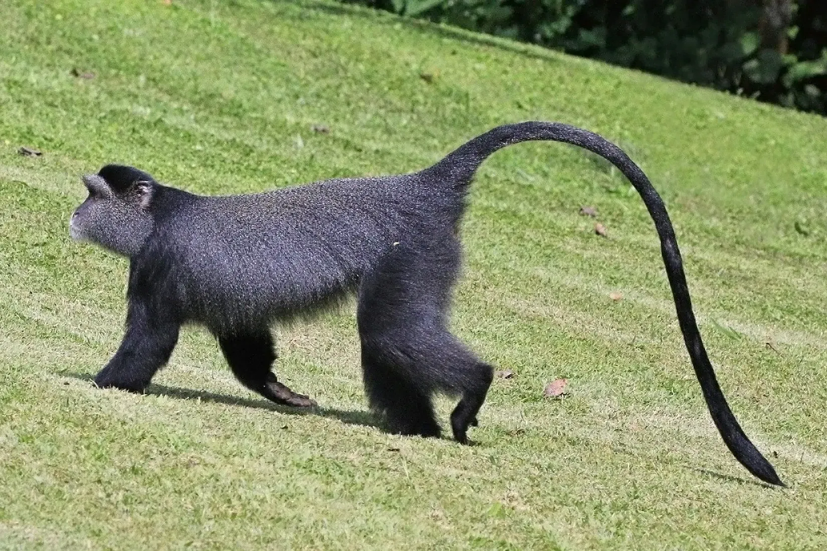 Read more about the amazing primate Blue Monkey in this article.