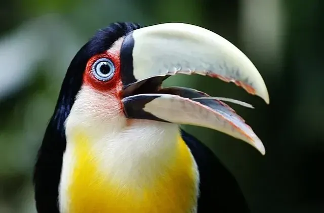 Green-billed toucan facts are fun to read.