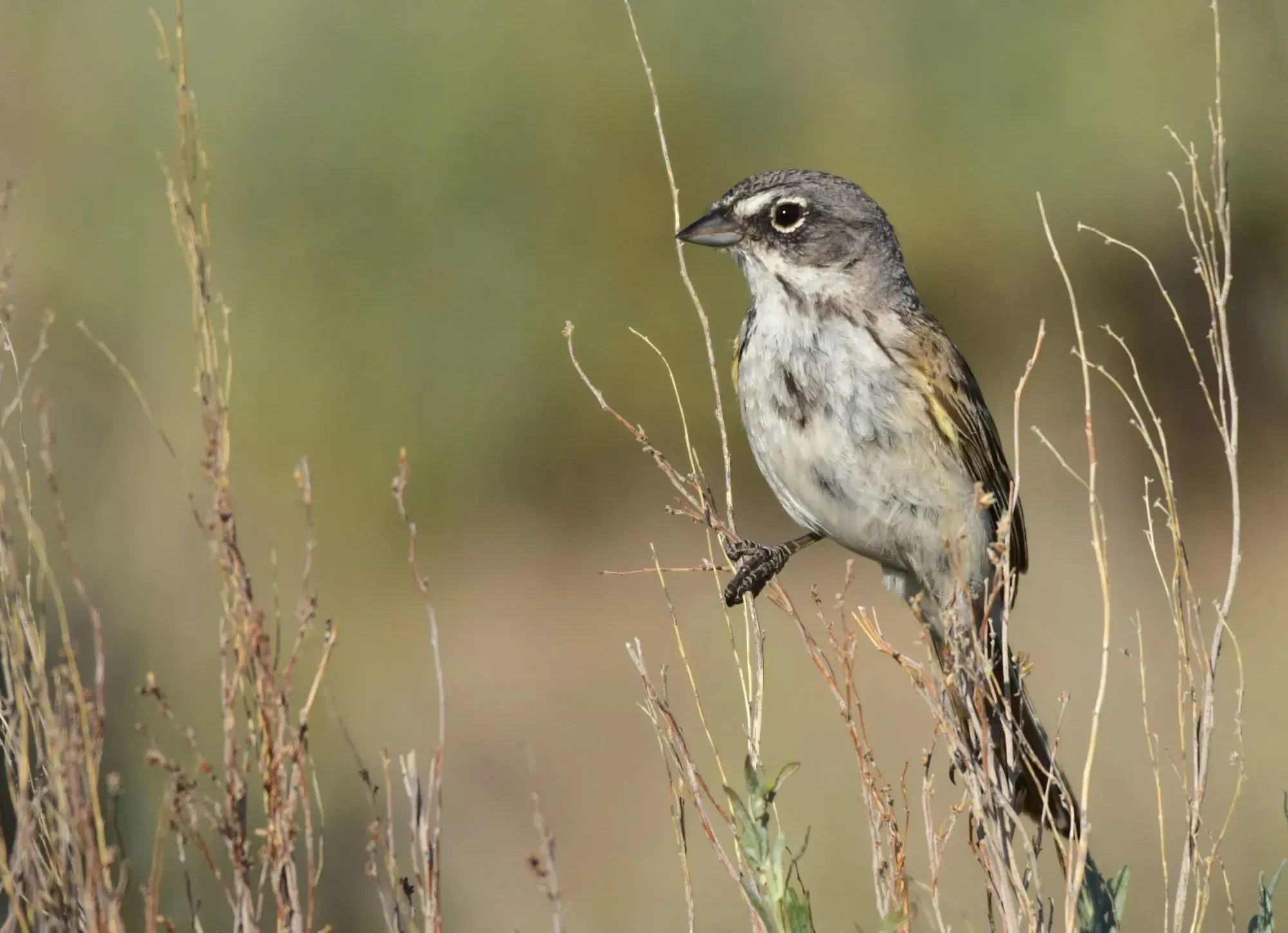 The sagebrush sparrow range map is around western United States, Mexico and parts of California.