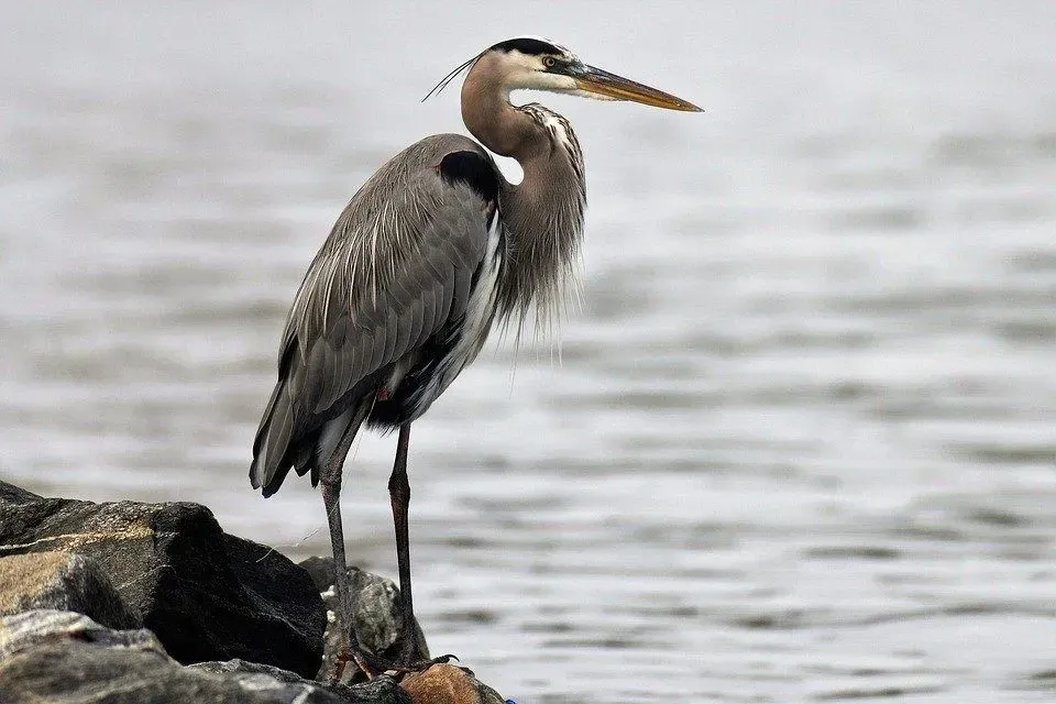 The great blue heron has a relative in Florida called the great white heron.