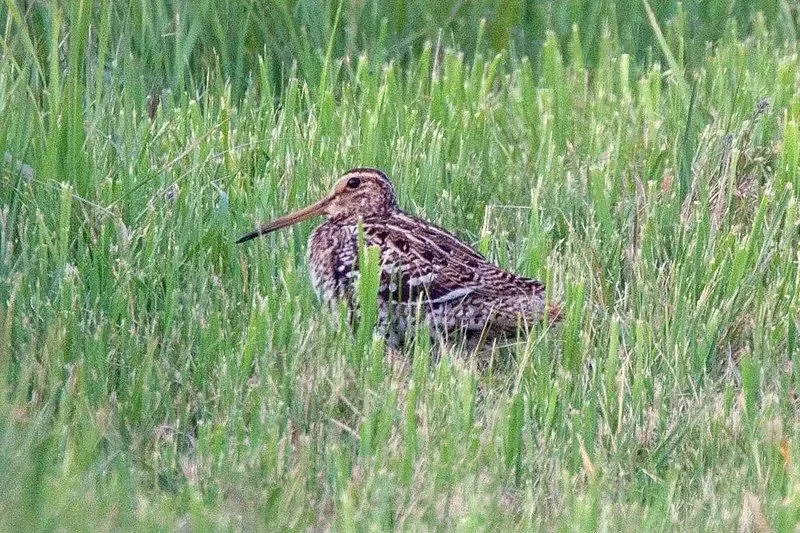 The great snipe is the fastest migratory bird.