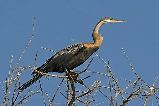 An African darter is a medium to large-sized bird that is popularly referred to as snakebird.