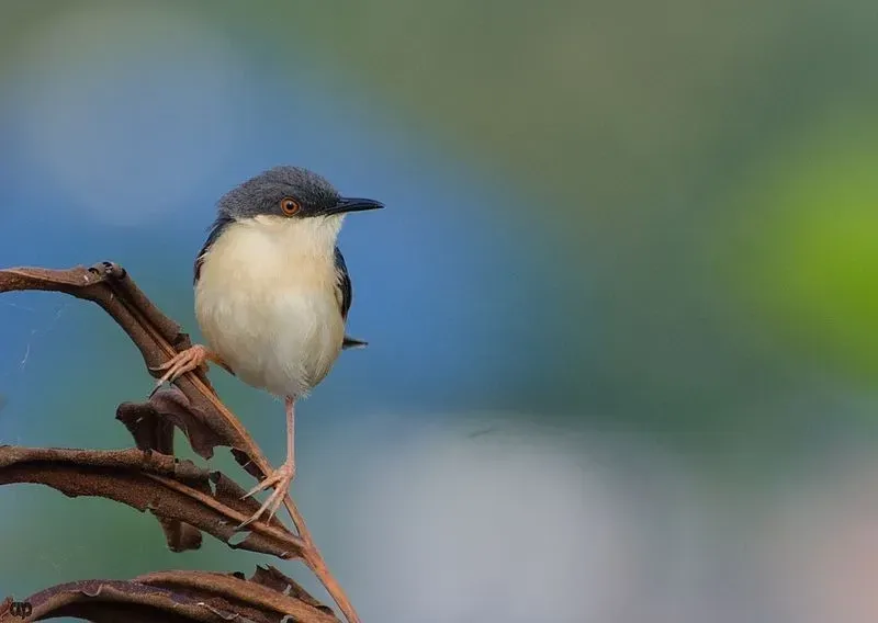 The Ashy Prinia is famously known to keep its tail upright and flicking it occasionally.
