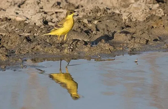Western yellow wagtails have greenish to olive-brown upperparts with yellow underparts and a blue-gray head.