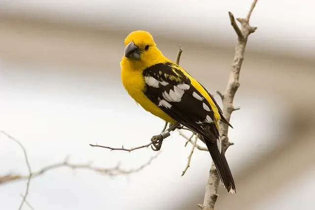 The yellow cardinal has a tiny black crest on its head