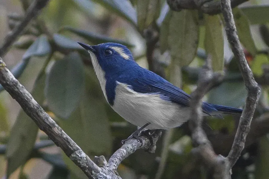 The ultramarine flycatcher spends its summers in the Himalayas and winters southward in India.