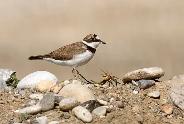 Little ringed plover photos reveal the black colored pattern on the head and body.