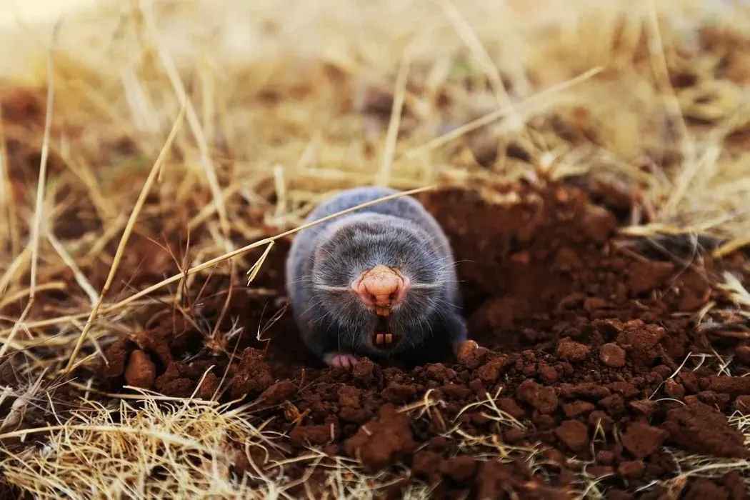 A young hairy-tailed mole has a hairy tail and feet with fur covering its body surface length.