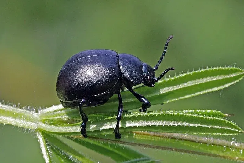 The bloody-nosed beetle is a fascinating creature to learn about.