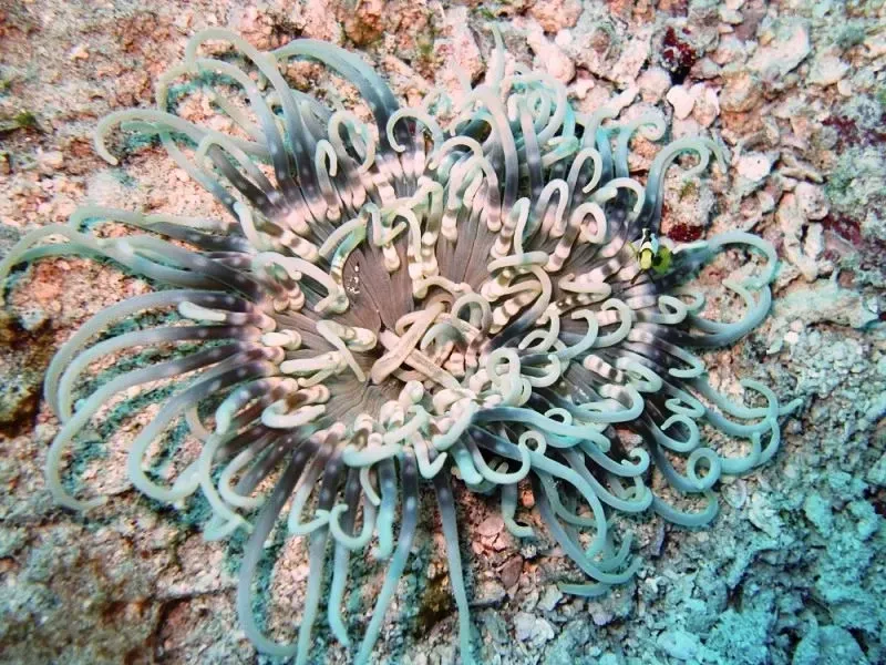 The long tentacle anemone is colorful.