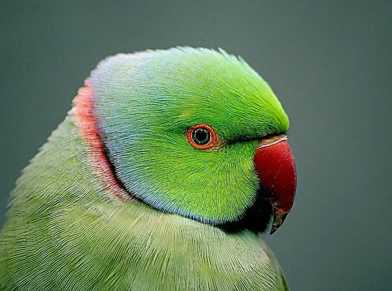 While green parakeets are seen in plenty, a natural blue-colored parakeet is less often sighted.