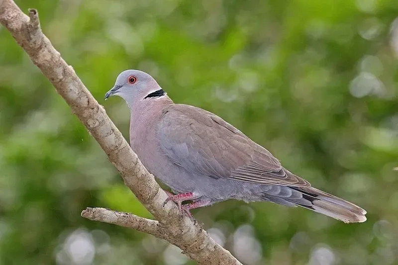 The eared brown dove bird species of Columbidae family, genus Phapiteron, and kingdom Animalia has a typical brown color which helps with its identification.