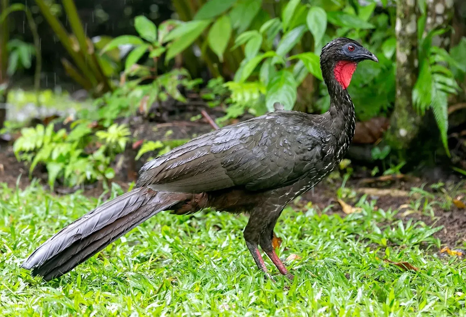 Crested guan facts are fun to read.