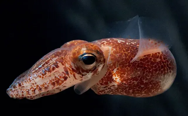 Dana octopus squids fall prey to sperm whales.