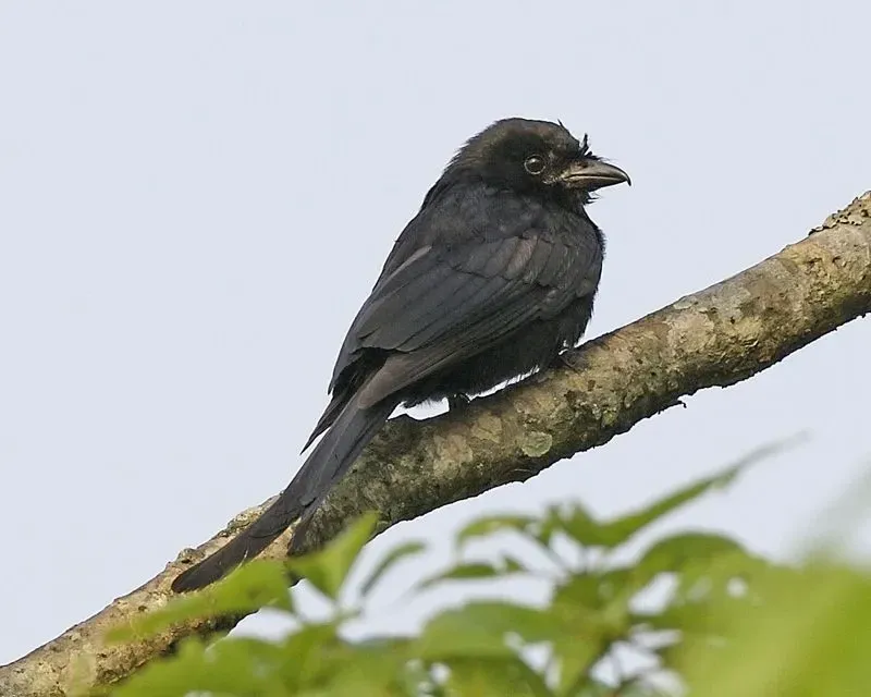 Crow-billed drongo bird facts help us to learn about and search for different birds of the world.