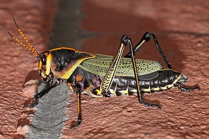 The horse lubber grasshopper is very big in size.