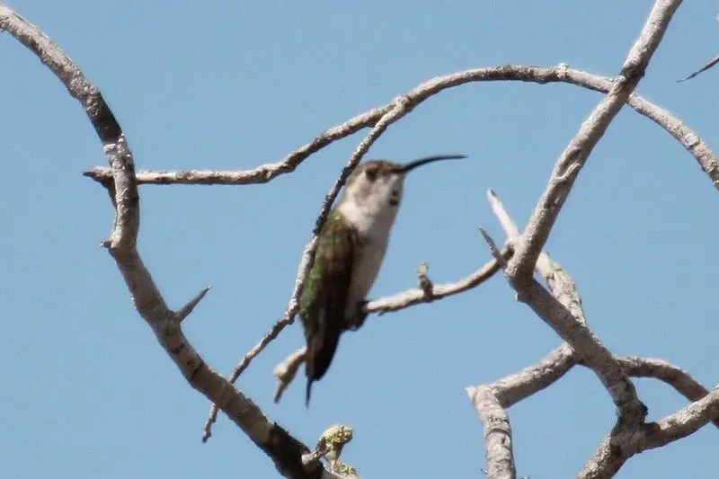 The female Mexican sheartail has muddy green wing feathers with white underparts and throat.