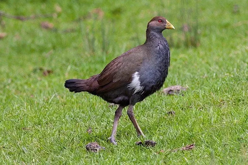 The Tasmanian native hen has brown plumage, gray legs, bright red eyes, and a yellow bill.