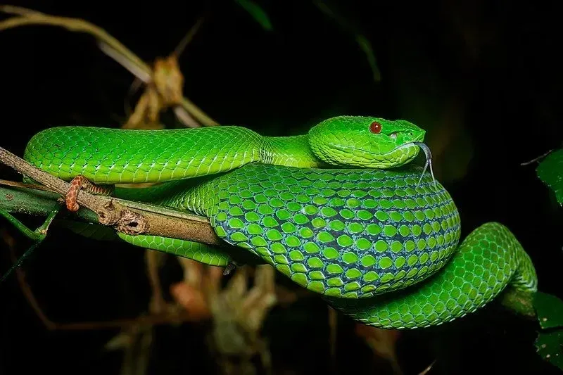 The Himalayan pit viper is dark brown or gray.