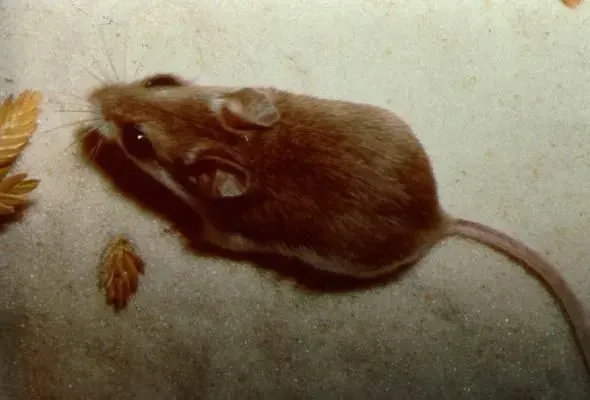 The range of the Alabama beach mouse extends to the Alabama Gulf Coast.