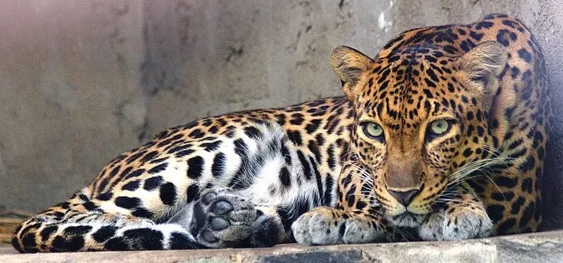 Being a small species, these Indochinese leopards look very cute when at rest.