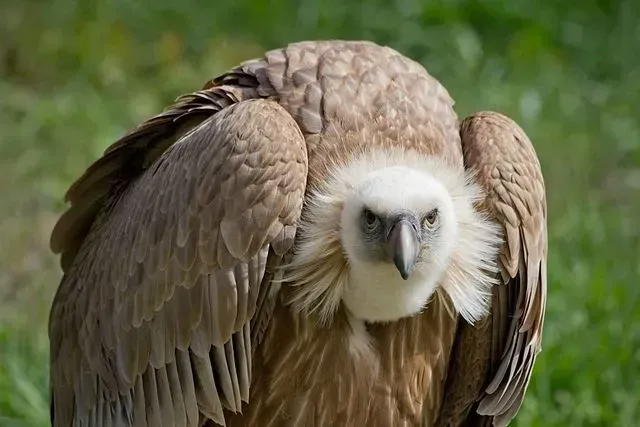A vulture has a white neck ruff and head, and a yellow bill.