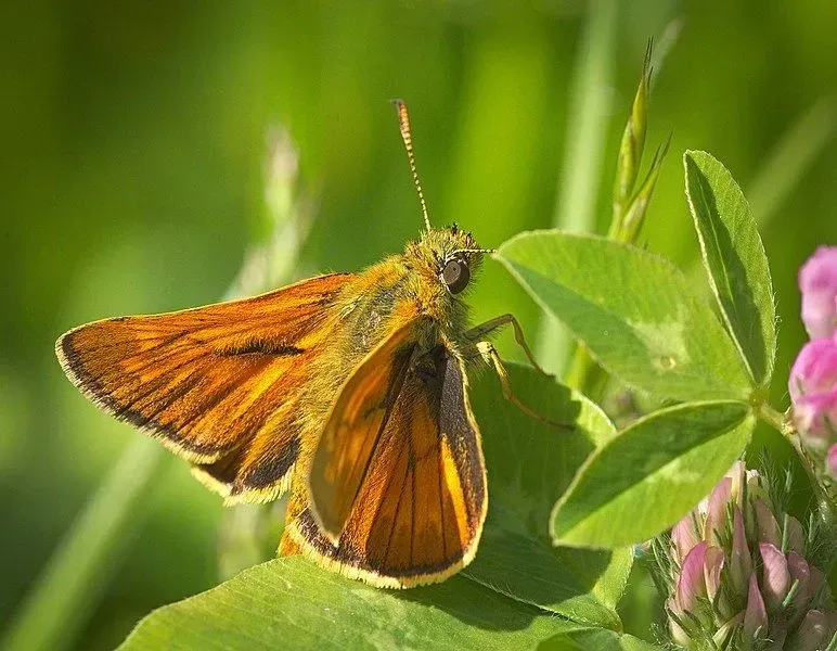 Male large skipper butterflies can be seen perching on broad leaves at boundaries between shorter and taller vegetation.