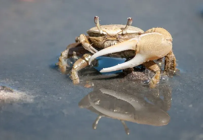 The fiddler crabs are found in large groups near the salt marshes and brackish sand beach .