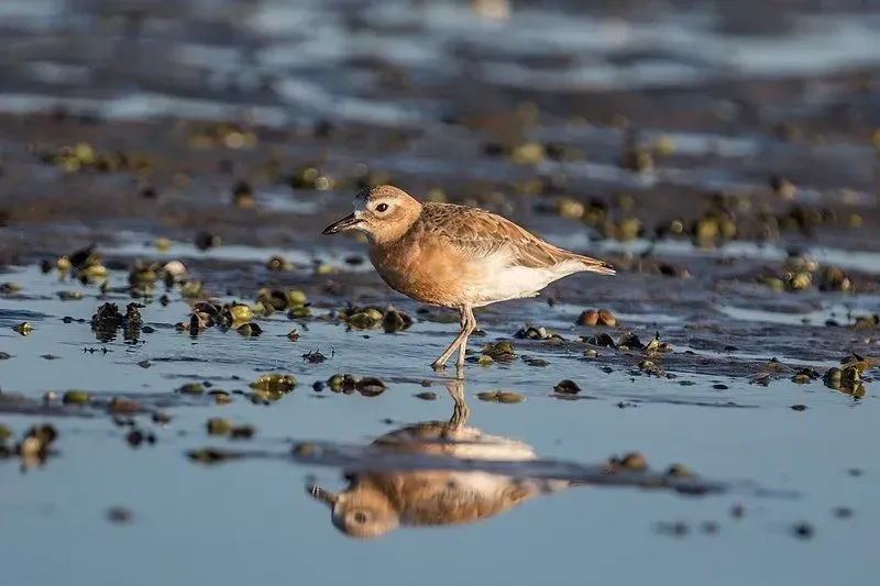 New Zealand dotterels have a coloration of yellowish-brown and white.