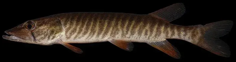 American pickerel facts help to know about fishes.