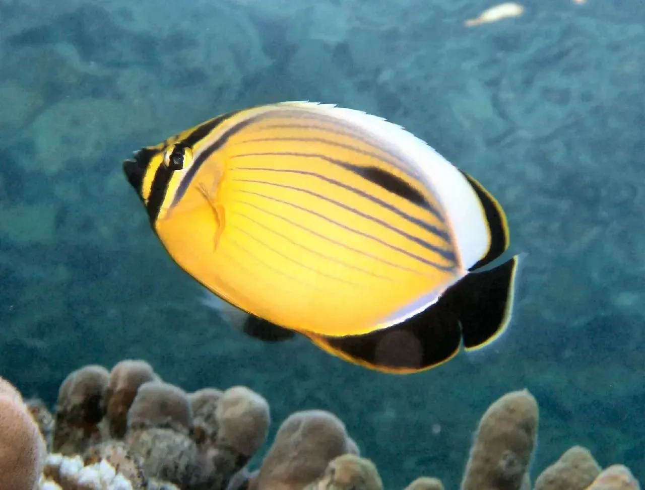 Auriga butterflyfishes are hardy fishes and diseases in a well-maintained aquarium are minimal.
