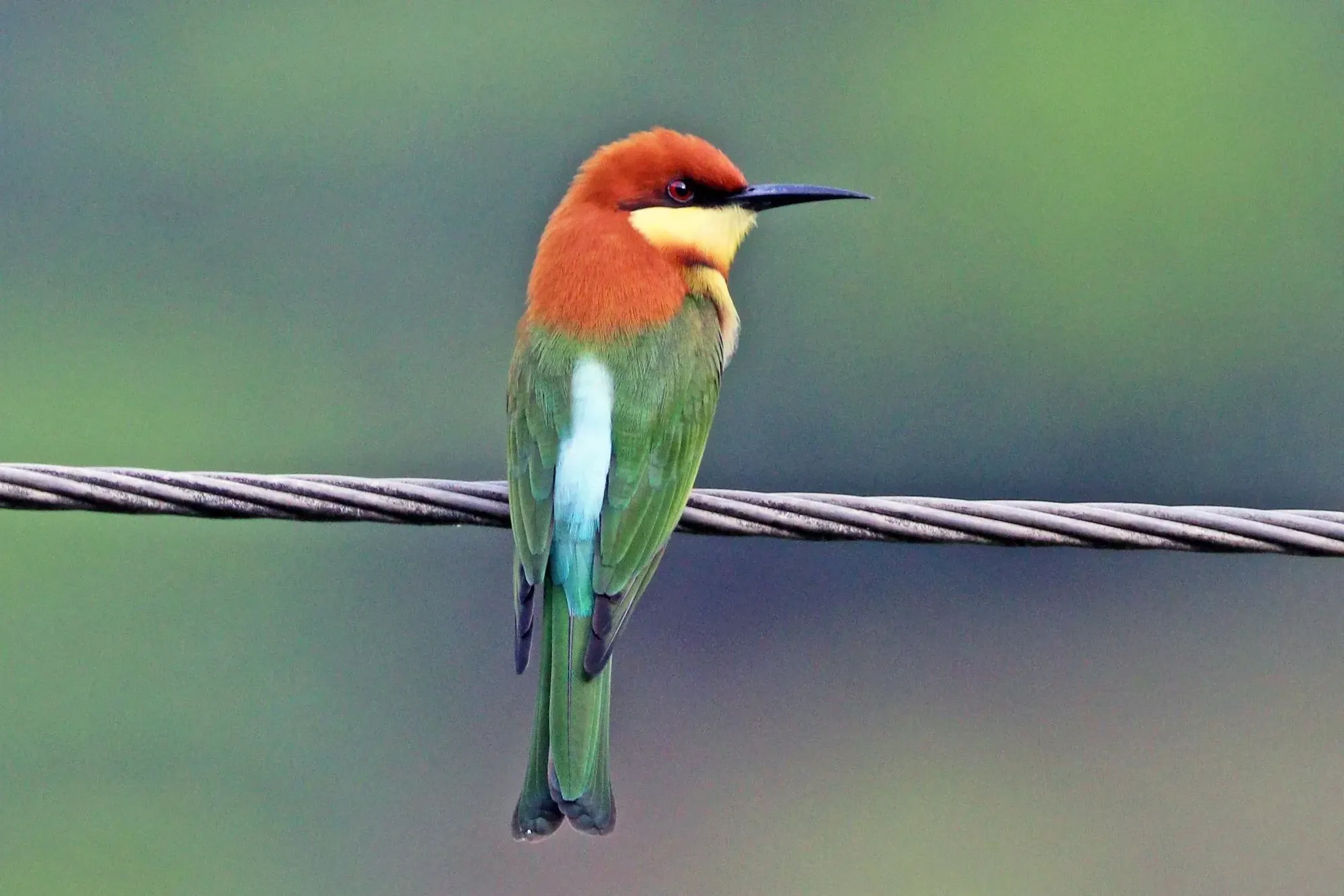 Chestnut-headed bee-eaters charge directly towards prey and then catch the prey with their bill pointed forward.