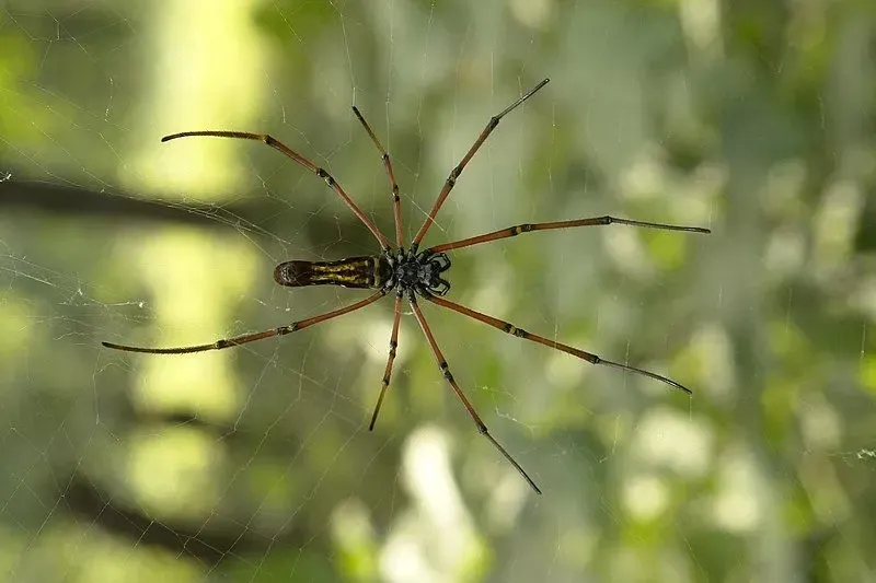 The Nephila pilipes spider and their subspecies weave an intricate web to wait for prey to get captured.