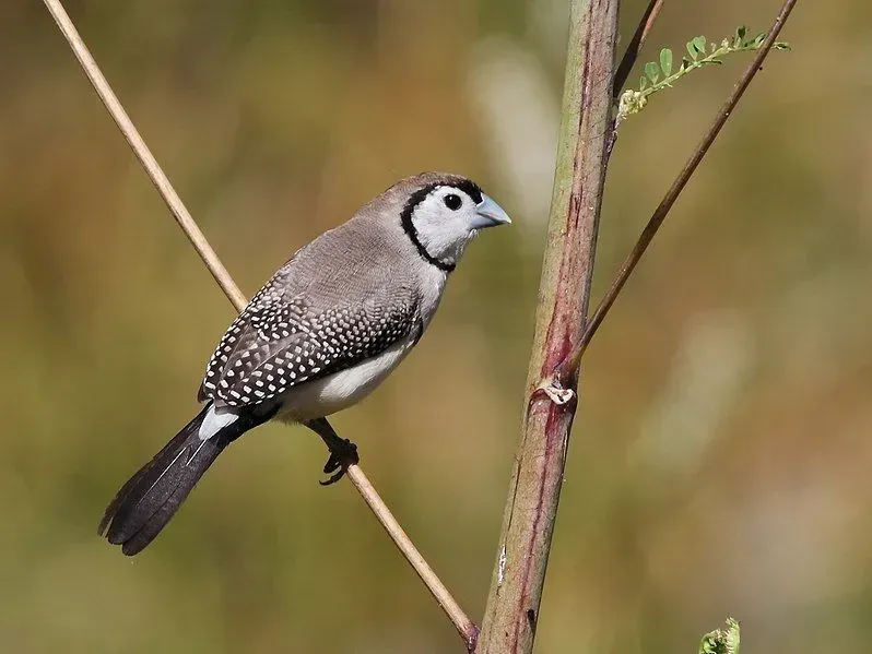 Double-barred finches are interesting to look at.
