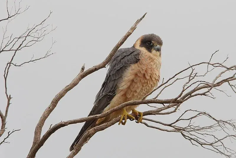 This bird resembles a smaller form of the peregrine falcon, the Australian hobby is sometimes known as the little falcon.