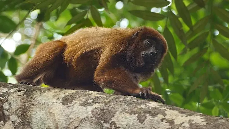 These New World monkeys, brown howlers, are among the largest leaf-eater primates with distribution ranges in the forests of southern America.