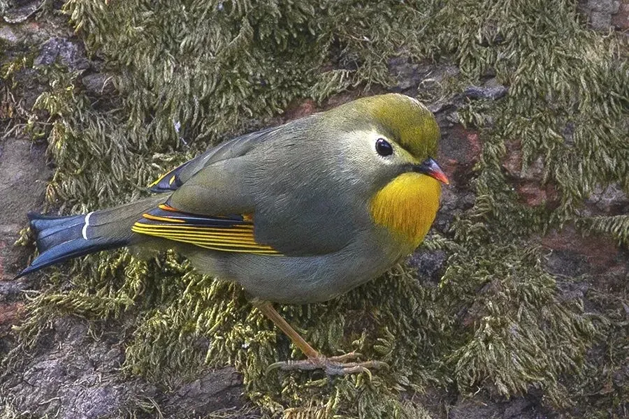 The Red-billed leiothrix has become a popular cagebird, and it is known by many names among aviculturists, including Pekin robin, Japanese nightingale, Pekin nightingale, and Japanese hill robin.