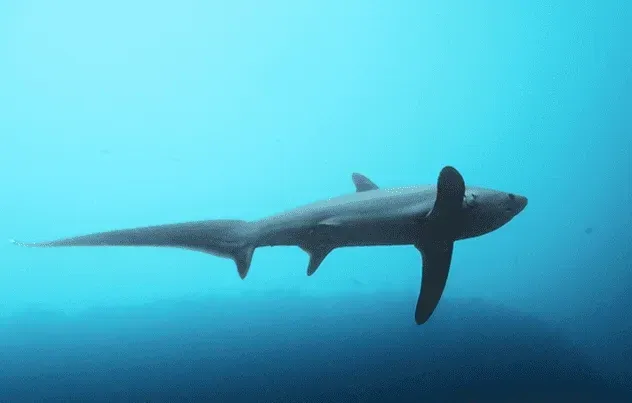 It takes its title from the shark's extraordinarily long tail and caudal fin, which can be as long as the shark itself!
