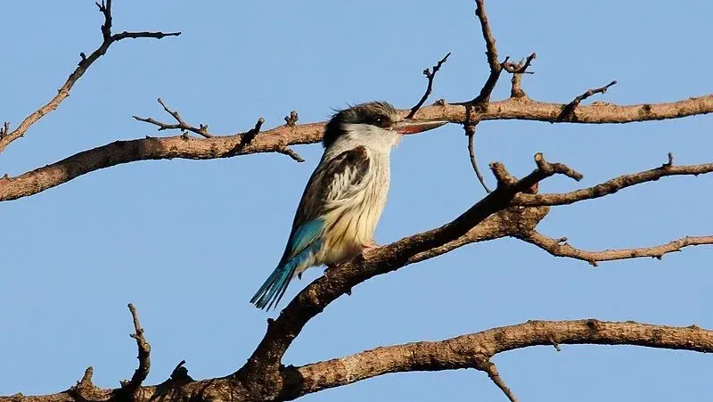 The striped kingfisher perches high in scrubs and thorny woodlands.