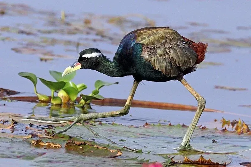 The conservation status of the bronze-winged jacana is 'Least Concern'.