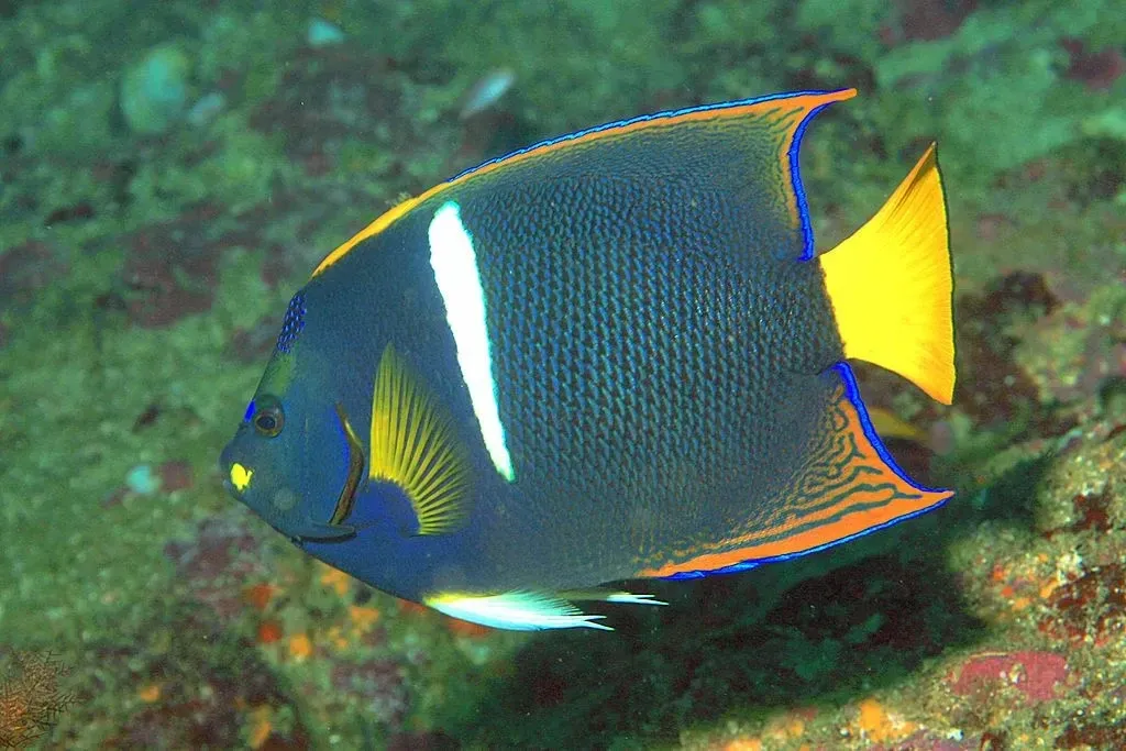 The white vertical bar on the sides of Holacanthus passer (king angelfish) is a distinctive factor that easily distinguishes this fish from others.