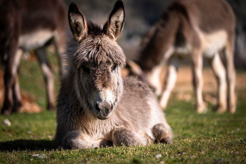 Continue reading these 61 amazing donkey quotes and saying to learn more about the animal.