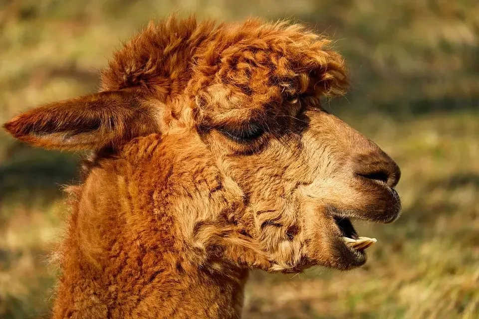 Alpacas are covered in dense and shaggy fleece.