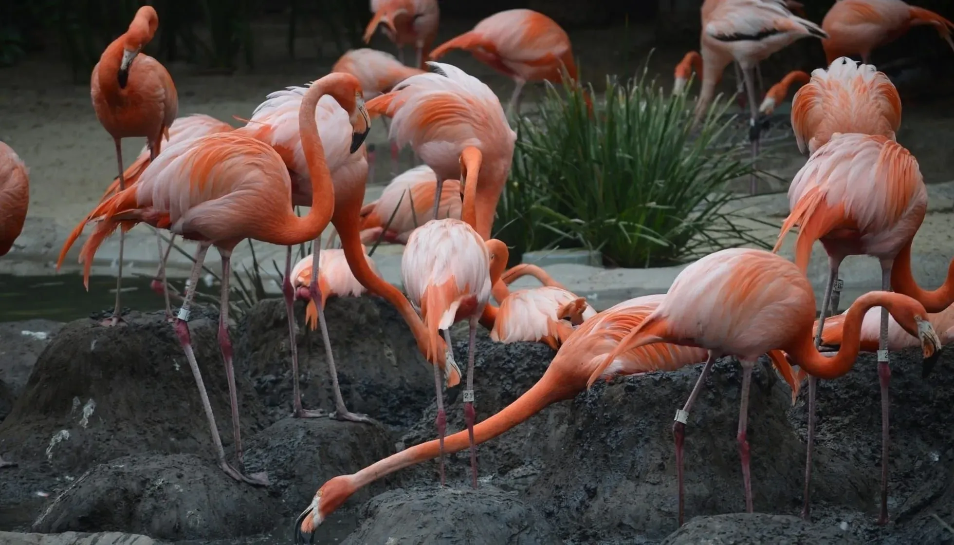 Check out some cool American Flamingo Facts here.