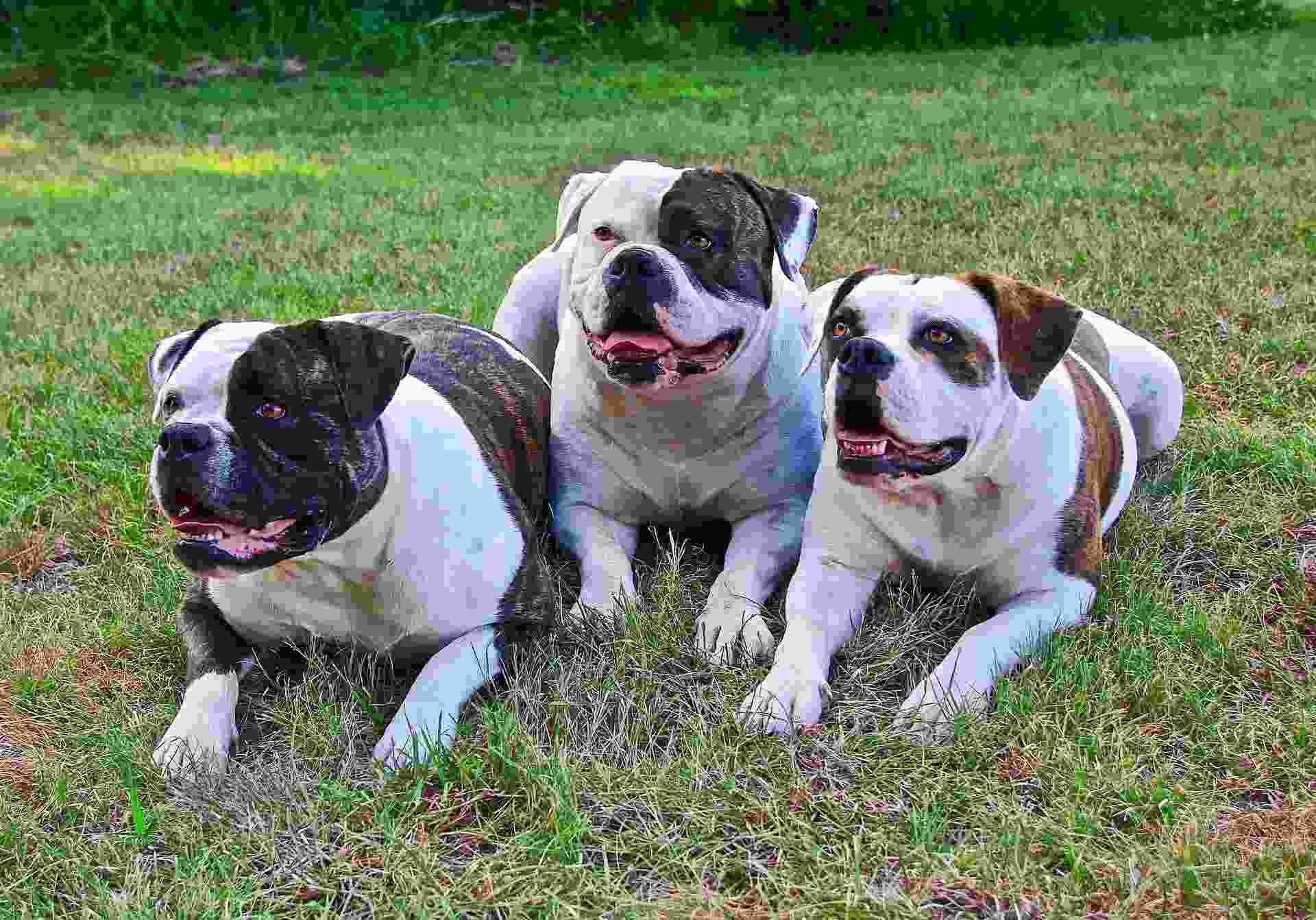 quality of american bulldogs facts for young kids