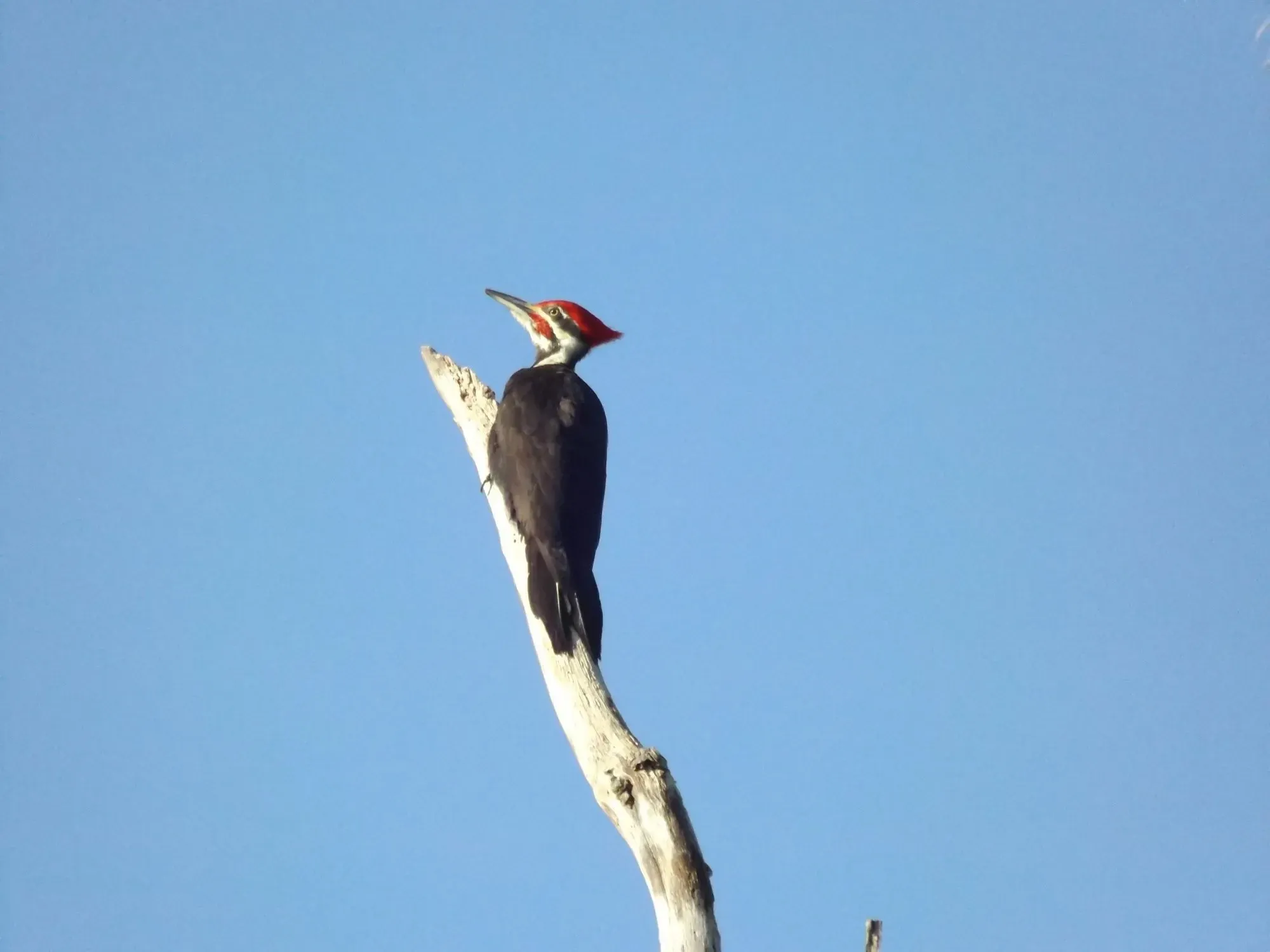 These woodpeckers are mostly black, white, and gray with a prominent yellow patch on the crown.
