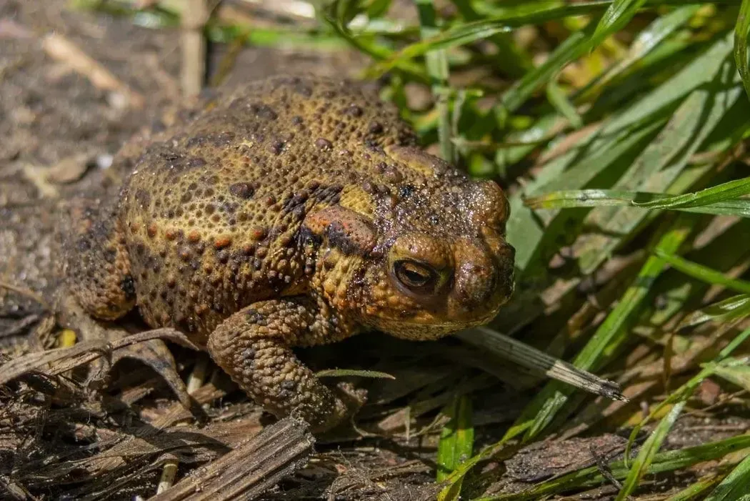 Some American toads are of solid color while other toads may display different patterns.