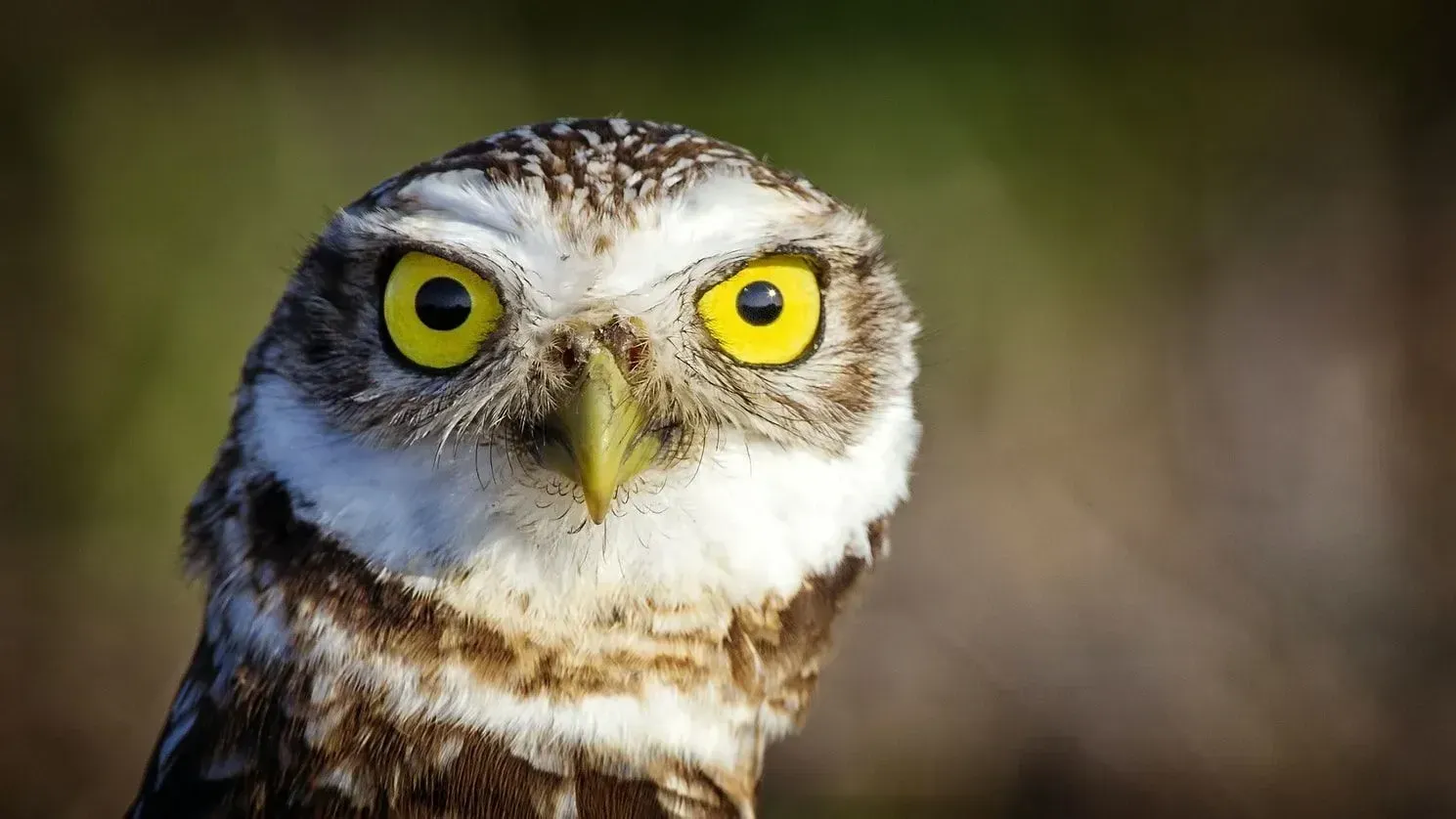 Burrowing owls are one of the smallest owls in North America.